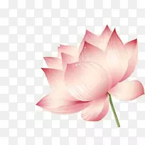 莲藕效应花载体-莲花-空若网 莲藕效应花载体-莲花-空若网