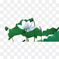 开花植物水生植物-大绿莲花-空若网 开花植物水生植物-大绿莲花-空若网