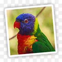 鹦鹉鸟猩红金刚鹦鹉-空若网 鹦鹉鸟猩红金刚鹦鹉-空若网