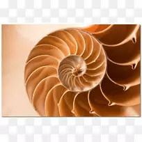 分形摄影数学神圣几何-数学-空若网 分形摄影数学神圣几何-数学-空若网