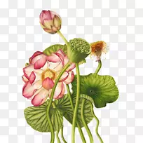 埃及莲花植物插图-荷花-空若网 埃及莲花植物插图-荷花-空若网