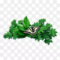 ���͸�����ӱ�ֽ�̲ݺ���-������