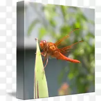 蜻蜓近距害虫蜻蜓-空若网 蜻蜓近距害虫蜻蜓-空若网