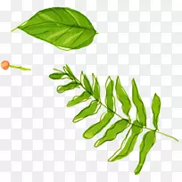 Ò¶Ë®²Ê».ÊÖ»æ²Ý-¿ÕÈôÍø Ò¶Ë®²Ê».ÊÖ»æ²Ý-¿ÕÈôÍø