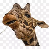 长颈鹿动物颈野生动物毛皮长颈鹿-空若网 长颈鹿动物颈野生动物毛皮长颈鹿-空若网