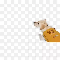 犬种小狗伴犬鼻子-小狗-空若网 犬种小狗伴犬鼻子-小狗-空若网