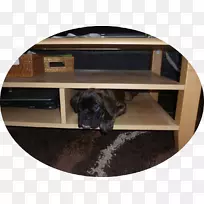 犬种杂交角犬-空若网 犬种杂交角犬-空若网