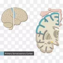 躯体神经系统解剖感觉神经系统中枢神经系统初级运动皮质-空若网 躯体神经系统解剖感觉神经系统中枢神经系统初级运动皮质-空若网