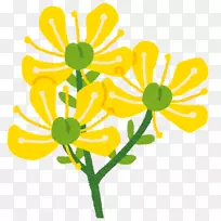花卉设计切花菊花植物茎-菊花-空若网 花卉设计切花菊花植物茎-菊花-空若网