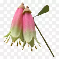 开花植物茎芽植物-空若网 开花植物茎芽植物-空若网