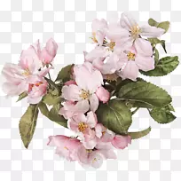 花水彩画-空若网 花水彩画-空若网