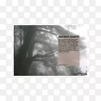 现象树字体树-空若网 现象树字体树-空若网