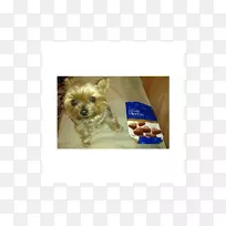 约克郡小猎犬,凯恩犬,澳大利亚丝状猎犬,诺福克猎犬,莫基-小狗-空若网 约克郡小猎犬,凯恩犬,澳大利亚丝状猎犬,诺福克猎犬,莫基-小狗-空若网