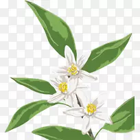 开花植物叶花-空若网 开花植物叶花-空若网