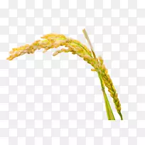 大米下载adobe插画-黄色简单大米装饰图案-空若网 大米下载adobe插画-黄色简单大米装饰图案-空若网