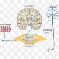 躯体神经系统中枢神经系统运动神经元神经通路-脑-空若网 躯体神经系统中枢神经系统运动神经元神经通路-脑-空若网