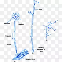 神经系统多极神经元感觉神经元-空若网 神经系统多极神经元感觉神经元-空若网