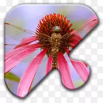 昆虫蜻蜓桌面壁纸-空若网 昆虫蜻蜓桌面壁纸-空若网