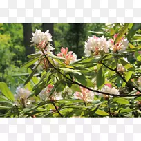 开花植物灌木分枝-空若网 开花植物灌木分枝-空若网