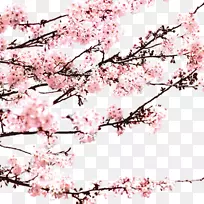 花期-梅花-空若网 花期-梅花-空若网