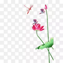 尼伦波·努西费拉画-精美的莲花-空若网 尼伦波·努西费拉画-精美的莲花-空若网