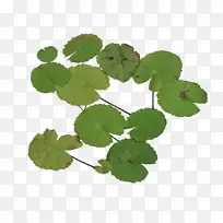 Nelumbo nuciferaˮ�ٺ���������-��Ҷ-������