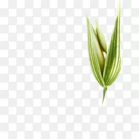 叶草,植物茎,商品花-叶-空若网 叶草,植物茎,商品花-叶-空若网