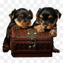 多伯曼小狗,猫,宠物,可爱的狗躺在上面的古董上。-空若网 多伯曼小狗,猫,宠物,可爱的狗躺在上面的古董上。-空若网