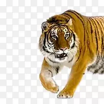 虎猫-空若网 虎猫-空若网