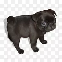 小狗,澳大利亚,海狗,谷歌图片-小狗-空若网 小狗,澳大利亚,海狗,谷歌图片-小狗-空若网