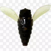 黄蜂-空若网 黄蜂-空若网