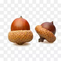 橡树橡子-空若网 橡树橡子-空若网