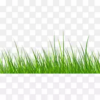 剪贴画-卡通鲜草-空若网 剪贴画-卡通鲜草-空若网