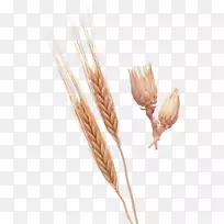 交响乐澳大利亚雄辩激光唱盘经典时期dvd-小麦png-空若网 交响乐澳大利亚雄辩激光唱盘经典时期dvd-小麦png-空若网