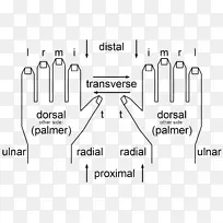 弦形解剖手指游戏人体缠绕-空若网 弦形解剖手指游戏人体缠绕-空若网