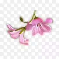 玫瑰花瓣哈拉韦托摄影-玫瑰-空若网 玫瑰花瓣哈拉韦托摄影-玫瑰-空若网