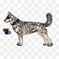 澳洲牛狗小狗胡须粗尾牛狗-小狗-空若网 澳洲牛狗小狗胡须粗尾牛狗-小狗-空若网