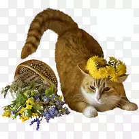 猫奥诺克拉斯尼基摄影相册绘图-猫-空若网 猫奥诺克拉斯尼基摄影相册绘图-猫-空若网