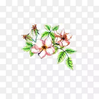 花卉砧木摄影水彩画插图-种植苹果花-空若网 花卉砧木摄影水彩画插图-种植苹果花-空若网