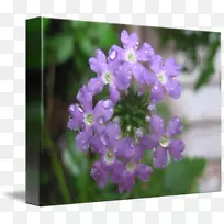 马鞭草英国薰衣草紫色亚灌木紫罗兰-空若网 马鞭草英国薰衣草紫色亚灌木紫罗兰-空若网