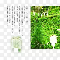 ��ľ��ɫ����Ⱥ����˹���-������