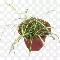 ��������ֲ���http cookie-Pflanzen-������