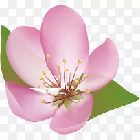 樱花花瓣设计-空若网 樱花花瓣设计-空若网