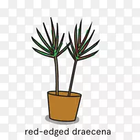 ���ƿ�����ֲ�ﻨ�������ֲ��-������