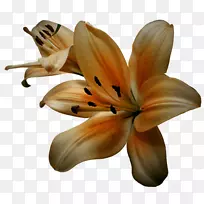 花卉郁金香材料剪贴画.花卉装饰图案材料-空若网 花卉郁金香材料剪贴画.花卉装饰图案材料-空若网