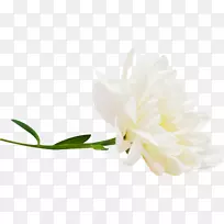 花瓣切花分枝植物茎开花植物-花型背景材料-空若网 花瓣切花分枝植物茎开花植物-花型背景材料-空若网