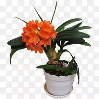 君子兰切花,观赏植物,室内植物-花卉-空若网 君子兰切花,观赏植物,室内植物-花卉-空若网