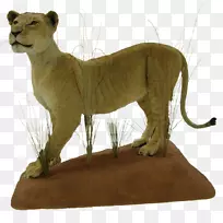 狮子大型猫科动物陆生动物-狮子-空若网 狮子大型猫科动物陆生动物-狮子-空若网