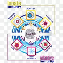 ϸ°ûÖÎÁÆÃâÒß×ÔȻɱÉËϸ°û°©Ï¸°û-Ê÷ͻ״ϸ°û-¿ÕÈôÍø ϸ°ûÖÎÁÆÃâÒß×ÔȻɱÉËϸ°û°©Ï¸°û-Ê÷ͻ״ϸ°û-¿ÕÈôÍø