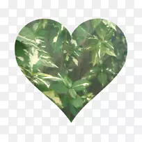 叶树-叶-空若网 叶树-叶-空若网